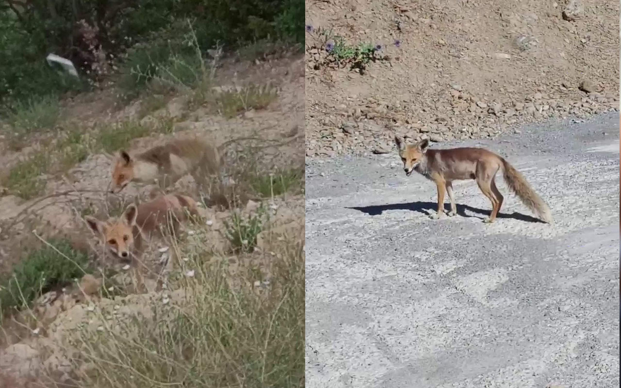 Siirt’te aç kalan tilkiler şehre indi