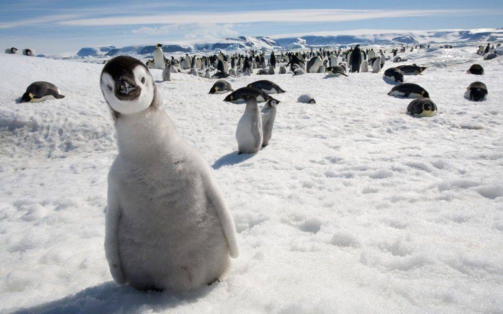 Güney Kutbu'nun Dünya’nın geri kalanından üç kat daha hızlı ısındığı öğrenildi