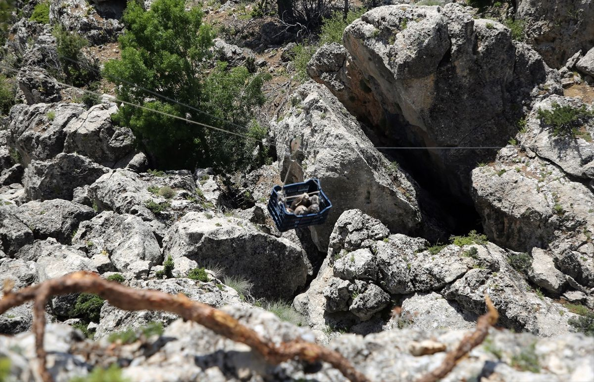Mersin'de Lezzeti için 5 ay mağarada bekletiliyor kilosu 100 TL'den satılıyor