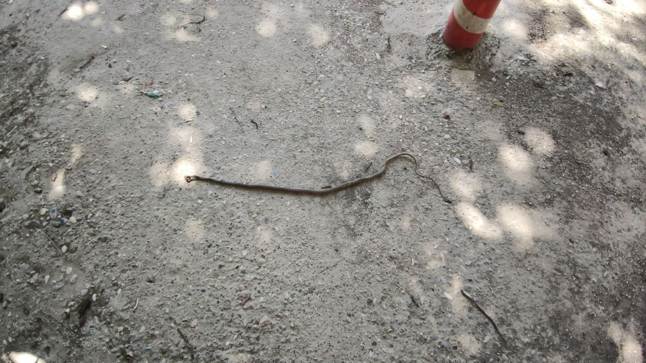 Gaziantep'te koronavirüs taramasında yılan paniği