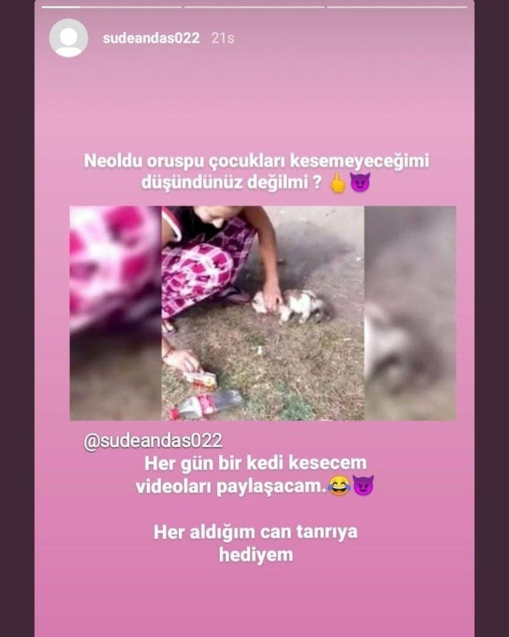 'Sude Andaş' kedinin gözlerini oyup videosunu paylaştı sosyal medya ayağa kalktı!