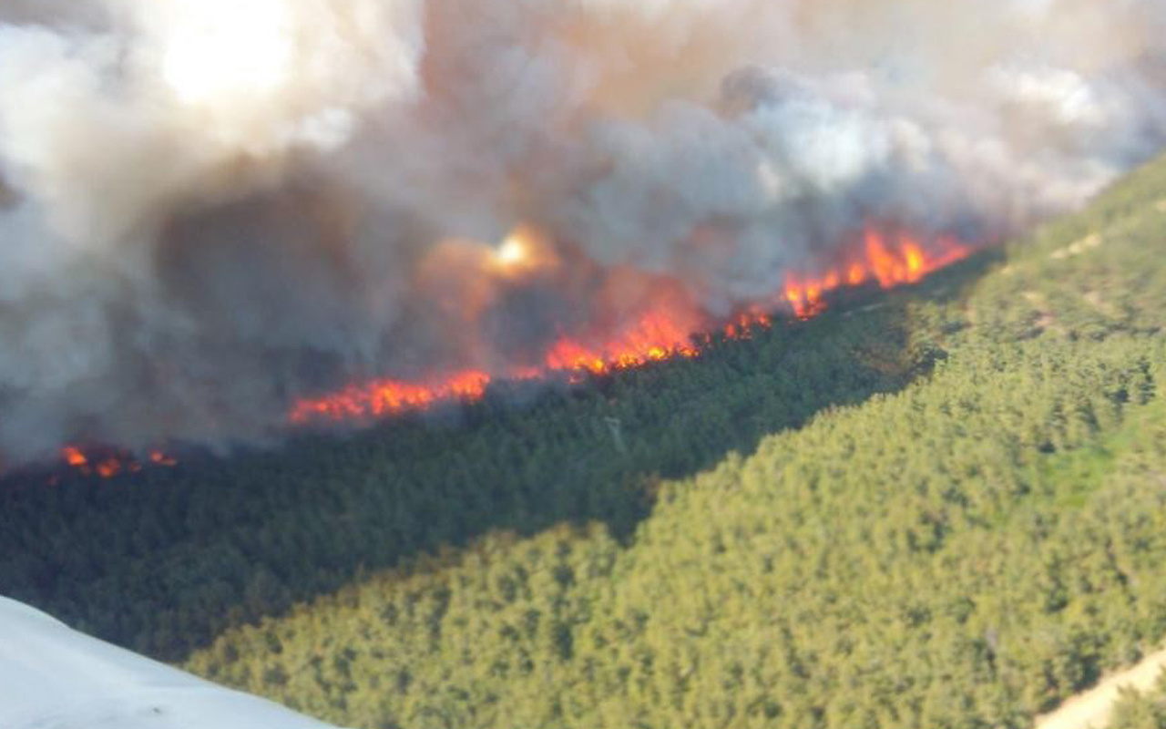 Çanakkale Gelibolu'da orman yangını! Ekipler canla başla müdahale ediyor
