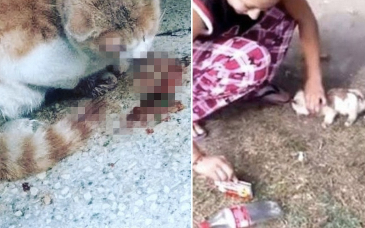 Sude Andaş instagramı kapattı kedi videoları isyan çıkardı!