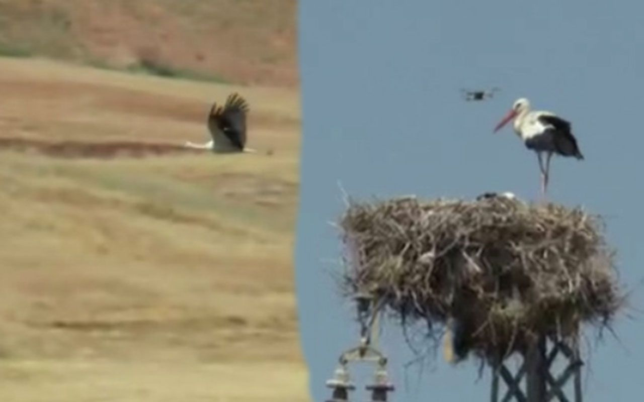 Adıyaman’da dronu gören leylek çifti yumurtayı sakladı