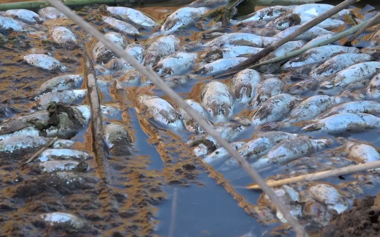 Kırıkkale ırmağında yüzlerce ölü balık kıyıya vurdu