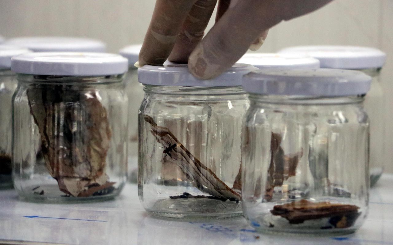 Zonguldak ormanlarında komando böcekler operasyona çıkıyor laboratuvarda üretildi
