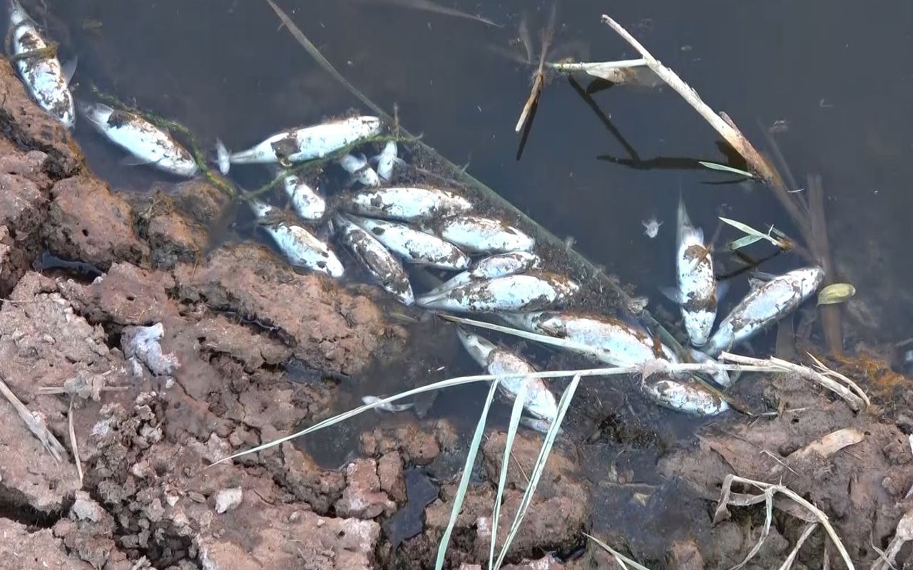 Kırıkkale ırmağında yüzlerce ölü balık kıyıya vurdu