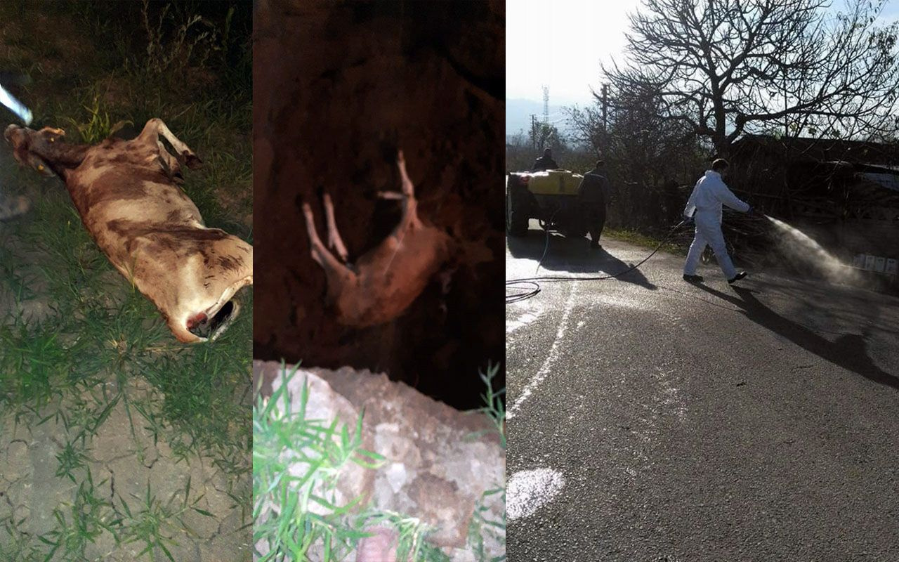 Sakarya'da korkutan ölümler! Peş peşe geldi meralar ilaçlanıyor