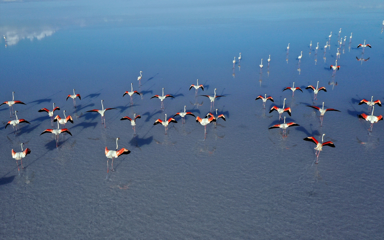 Flamingoların yaşam cenneti Tuz Gölü