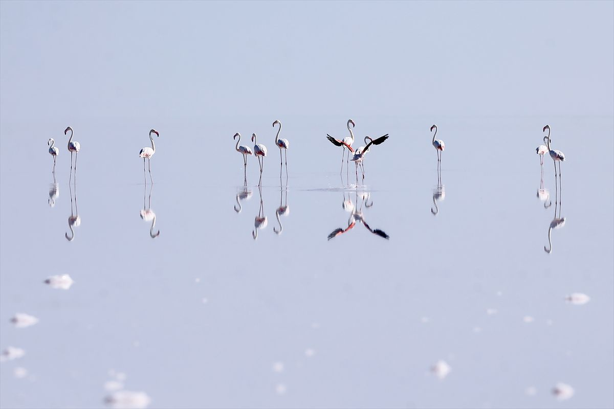 Flamingoların yaşam cenneti Tuz Gölü