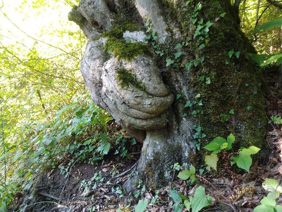 Bartın'da ağacın gövdesinde oluşan el figürü görenleri şaşırtıyor