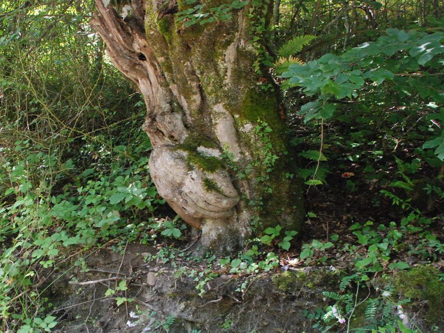 Bartın'da ağacın gövdesinde oluşan el figürü görenleri şaşırtıyor
