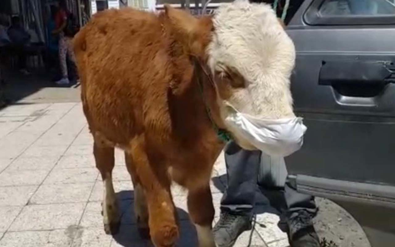 Rahatsızlanan buzağıyı maske takıp veterinere götürdüler