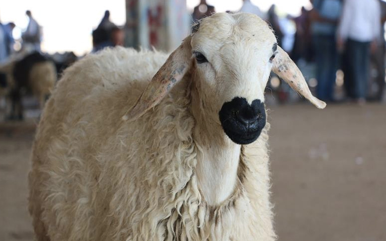 Koyun fiyatları 2020 İstanbul ne kadar oldu?