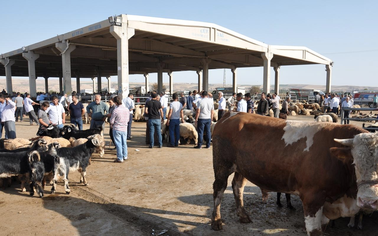 Canlı kurbanlık fiyatları 2020 inek-boğa kaç paradan başlıyor?