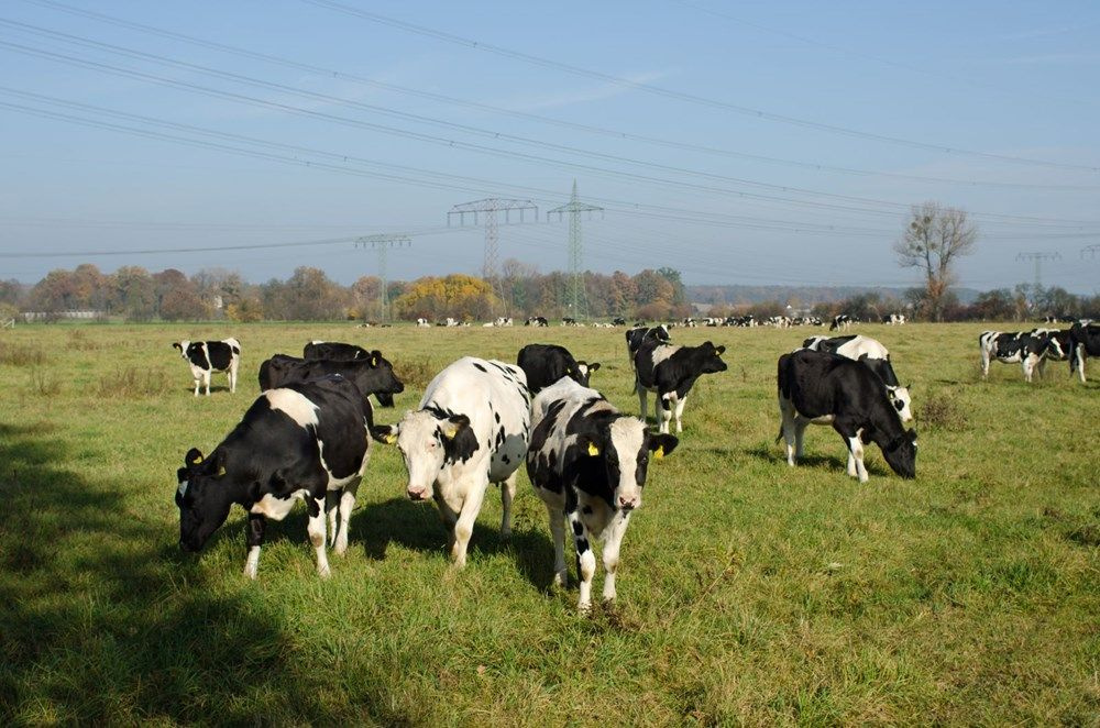 A Cow grazing in a Meadow. Метан в сельском хозяйстве