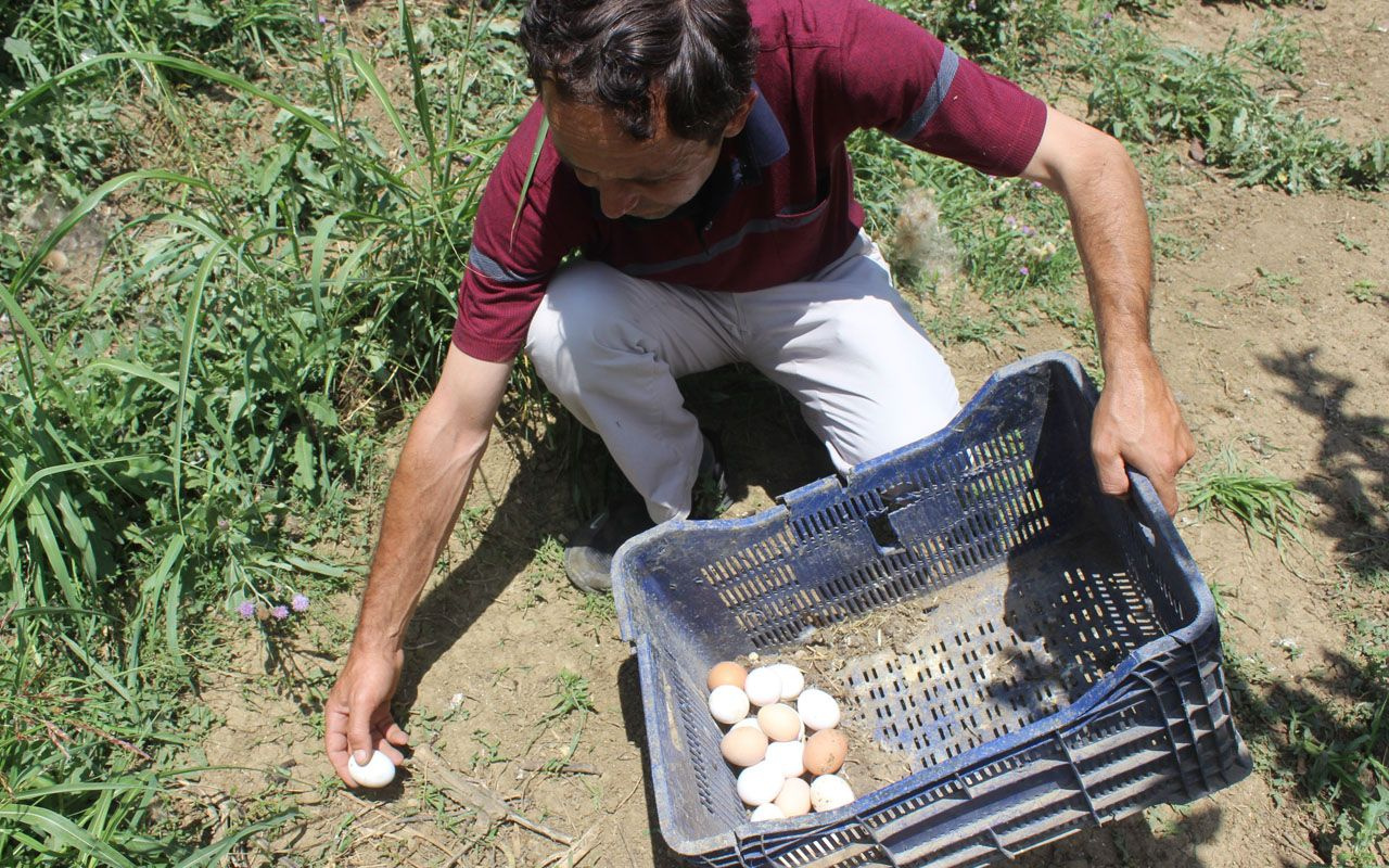 Bursa'da satacağı meyveleri tavuklara yedirip yumurtasını 3 katı fiyata satıyor