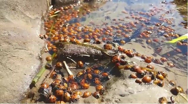 Çanakkale'de korkutan görüntüler! Yüzlerce uğur böceği öldü