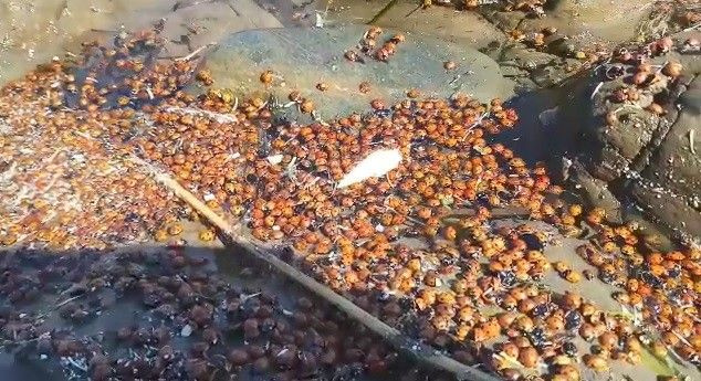 Çanakkale'de korkutan görüntüler! Yüzlerce uğur böceği öldü