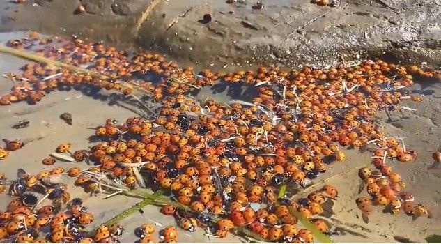 Çanakkale'de korkutan görüntüler! Yüzlerce uğur böceği öldü