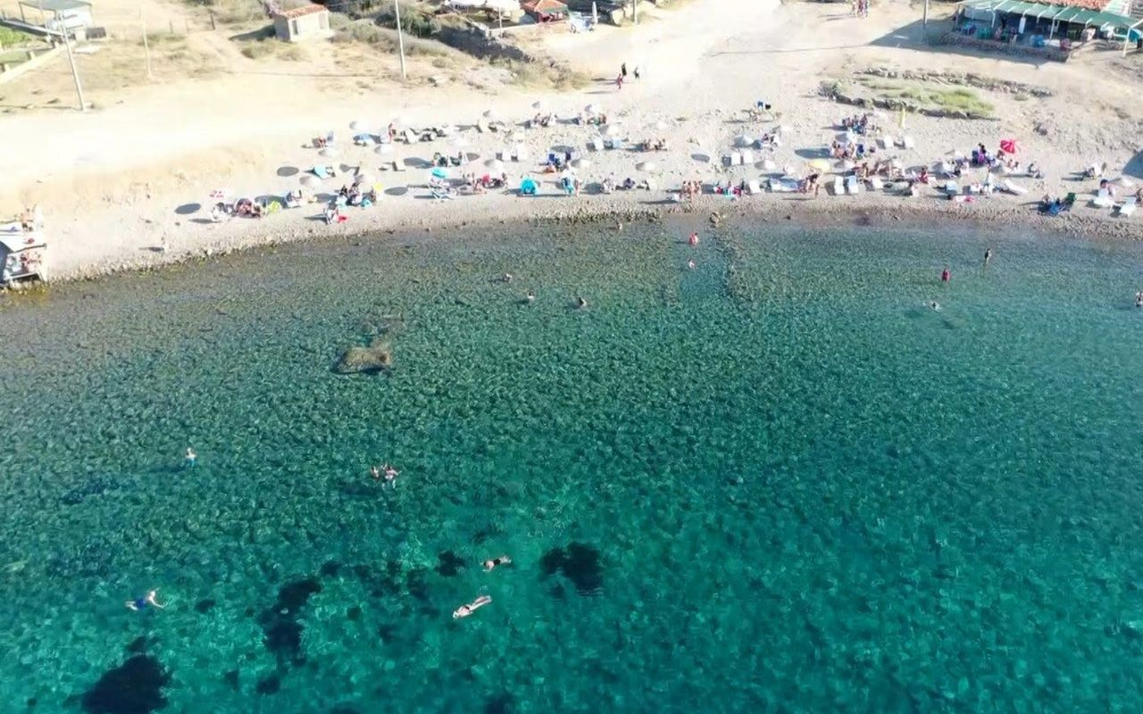 Çanakkale'de korkutan görüntüler! Yüzlerce uğur böceği öldü