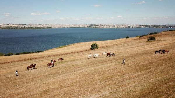 İstanbul Adalar'daki fayton atlarına ne oldu? Son hallerine bakın