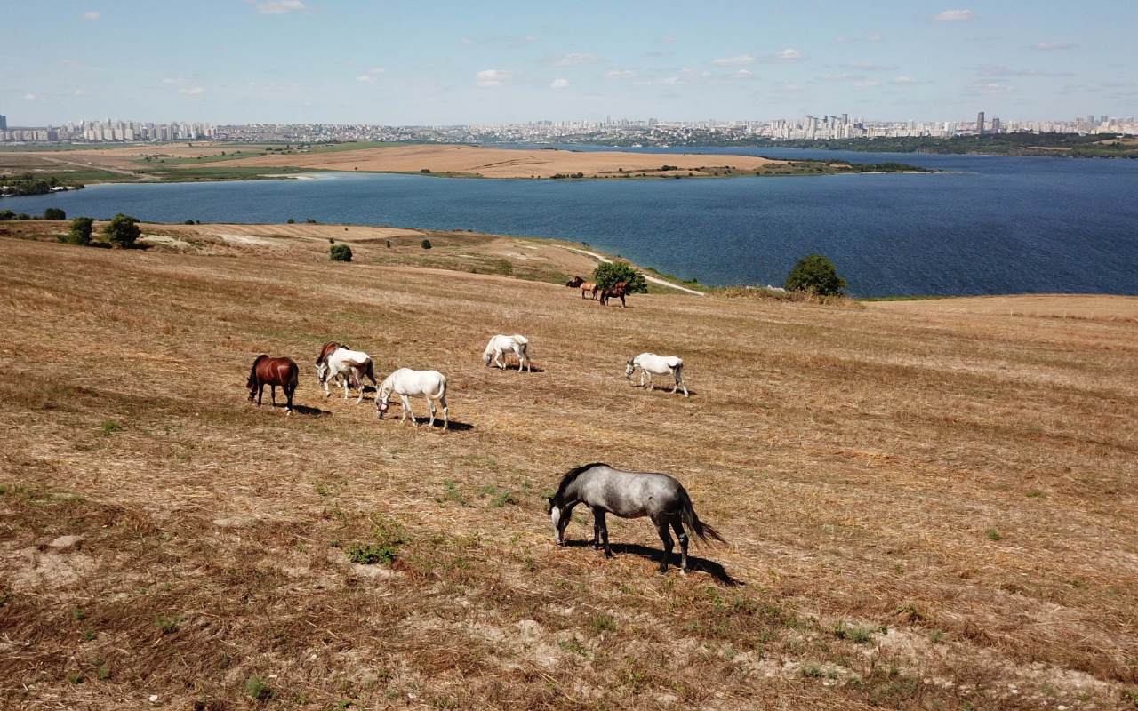 İstanbul Adalar'daki fayton atlarına ne oldu? Son hallerine bakın