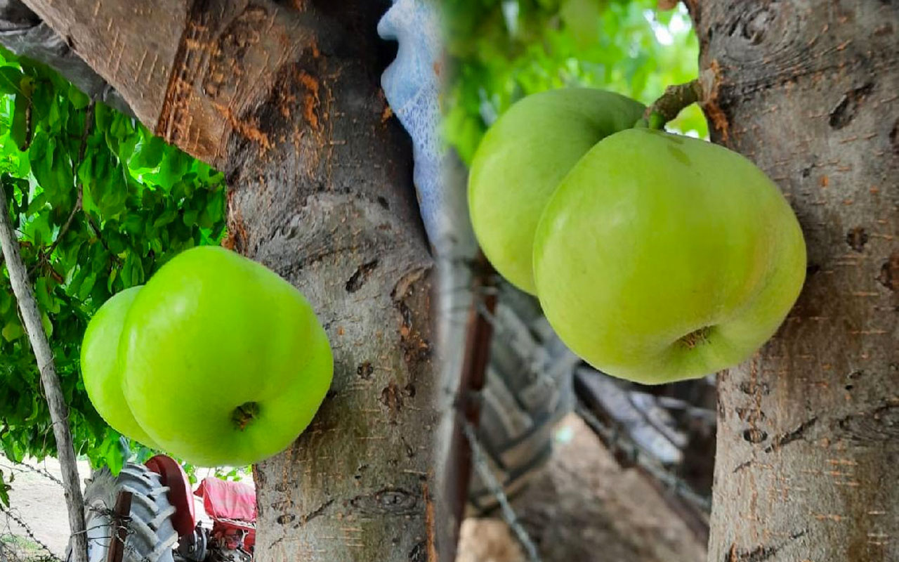 Elazığ'da bir ağaç gövdesinde meyve verdi gören şaştı kaldı