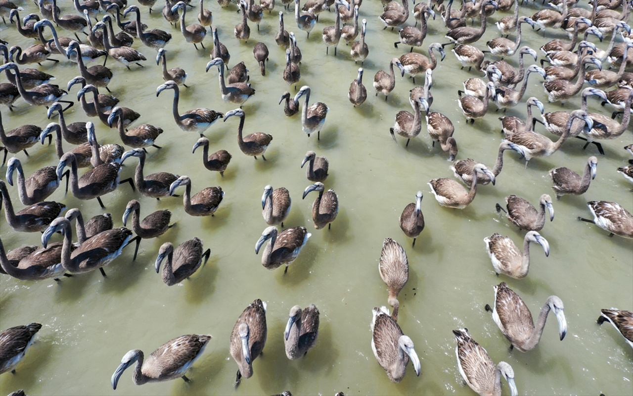 İzmir Kuş Cenneti'nde flamingo yavruları rüzgara karşı kanat çırpmaya başladı