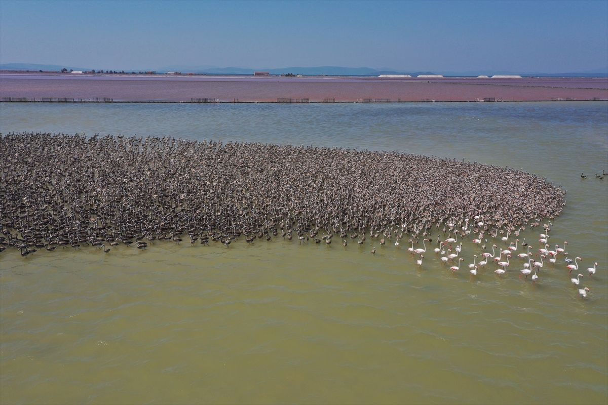 İzmir Kuş Cenneti'nde flamingo yavruları rüzgara karşı kanat çırpmaya başladı