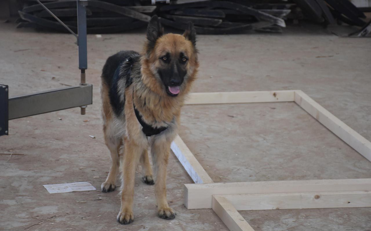 Bodrum'da köpeğin bulduğu kafatası ve kaval kemiği şok etti! Sırrı DNA testi çözecek