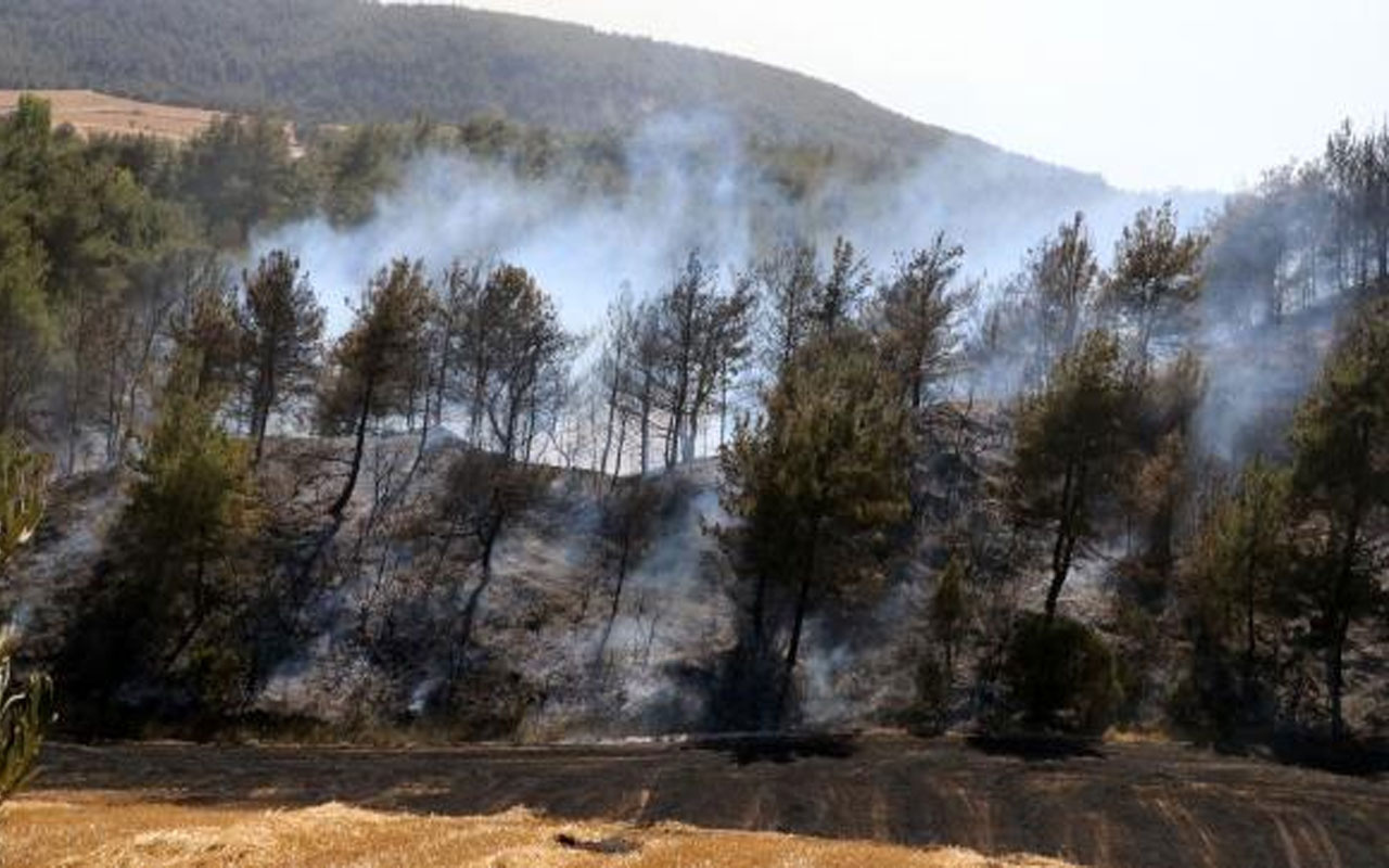 Dün başlamıştı! Kastamonu'daki orman yangınında son durum ne?