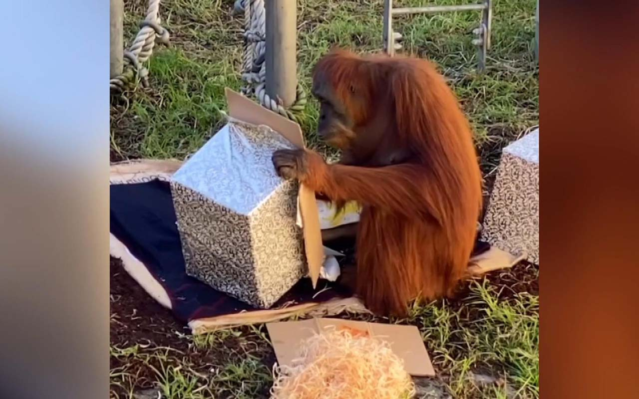 Orangutan 30’uncu yaşını böyle kutladı