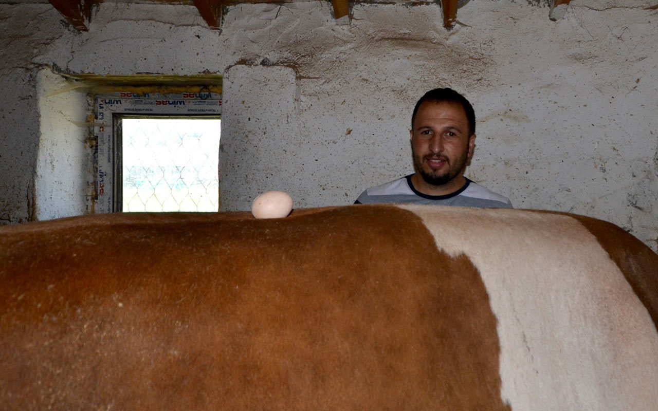 Kars'ta belinde yumurta durabilen tonluk boğalara yoğun ilgi