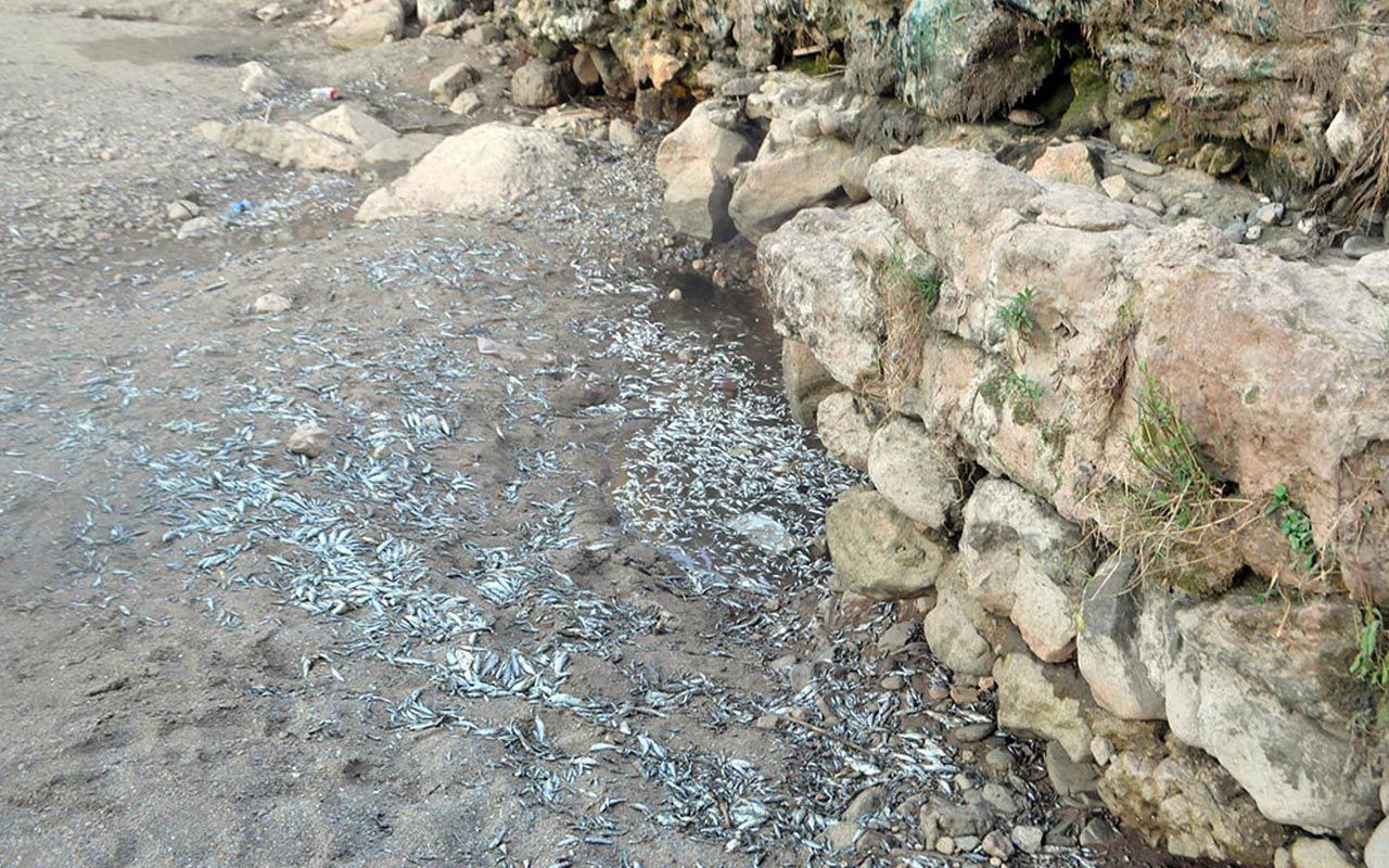 Manisa'da balık mezarından adım atacak yer kalmadı iki durum sebep oldu