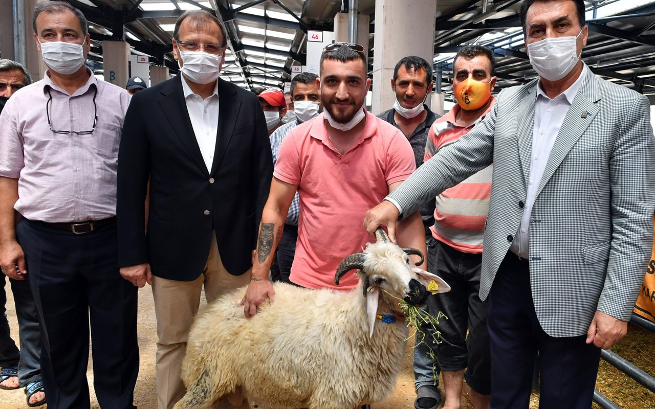 Bursa'da 4 boynuzu olan koçu gören şaşkınlığını gizleyemedi