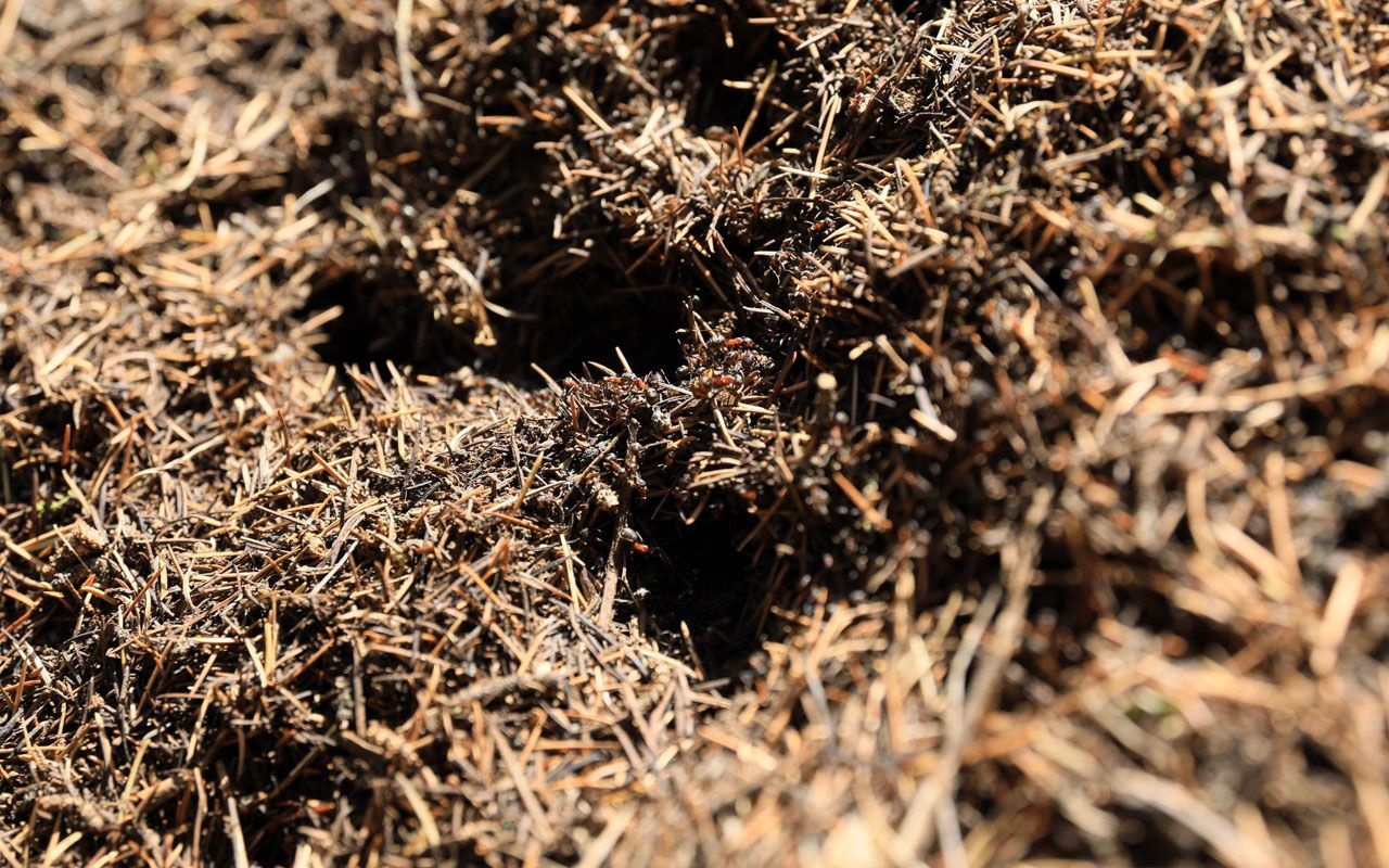 Antalya'da iyi ve kötülerin savaşı! Karıncalar kale kurdu ormanı savunuyor
