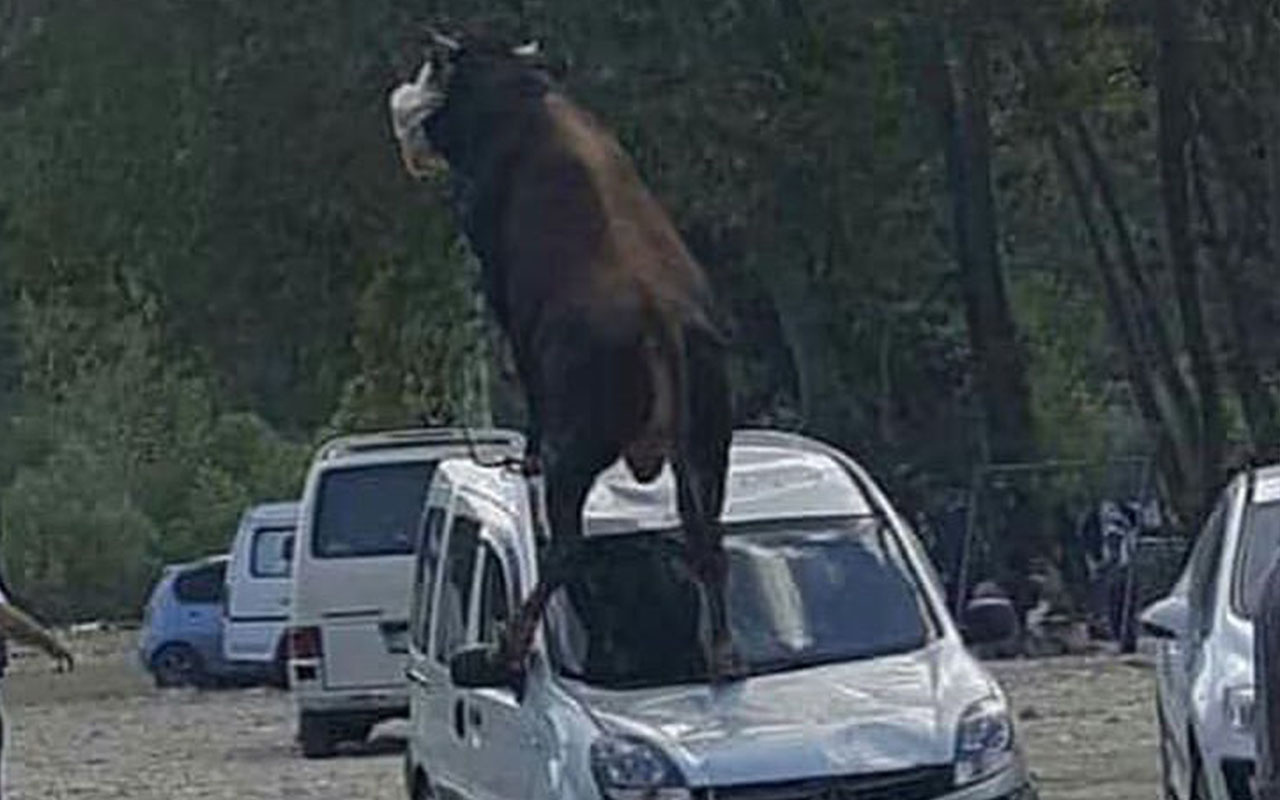 Samsun'da kurbanlık boğa park halindeki aracın üstüne çıktı