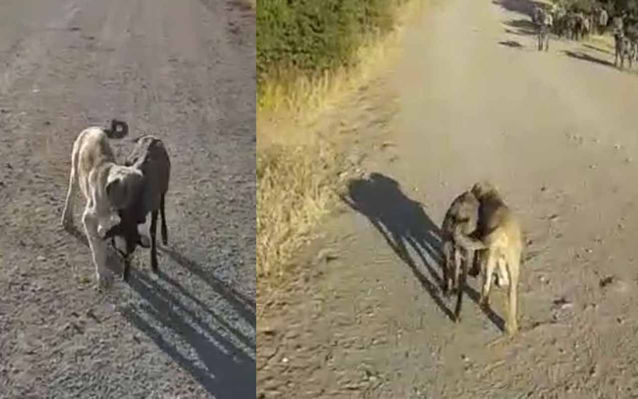 Tunceli’de yavru köpek sürüden ayrılan kuzuyu böyle getirdi