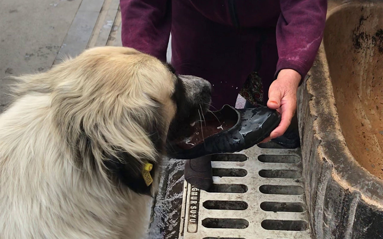 Sivas'ta yaşlı kadın lastik ayakkabısını çıkarıp içine su doldurarak köpeğe su içirdi