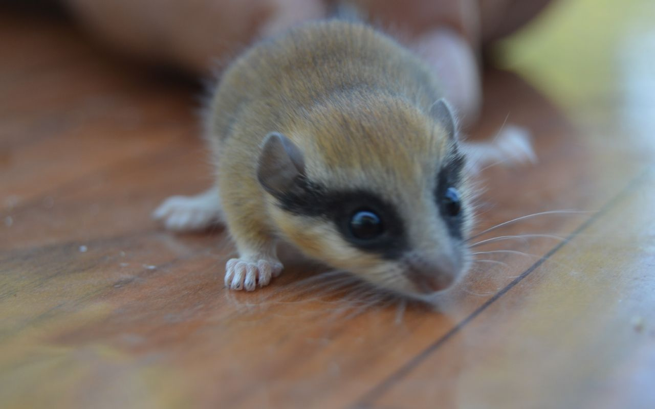 Afyonkarahisar'da bağ evinde bulundu ilk bakışta fare zannedildi