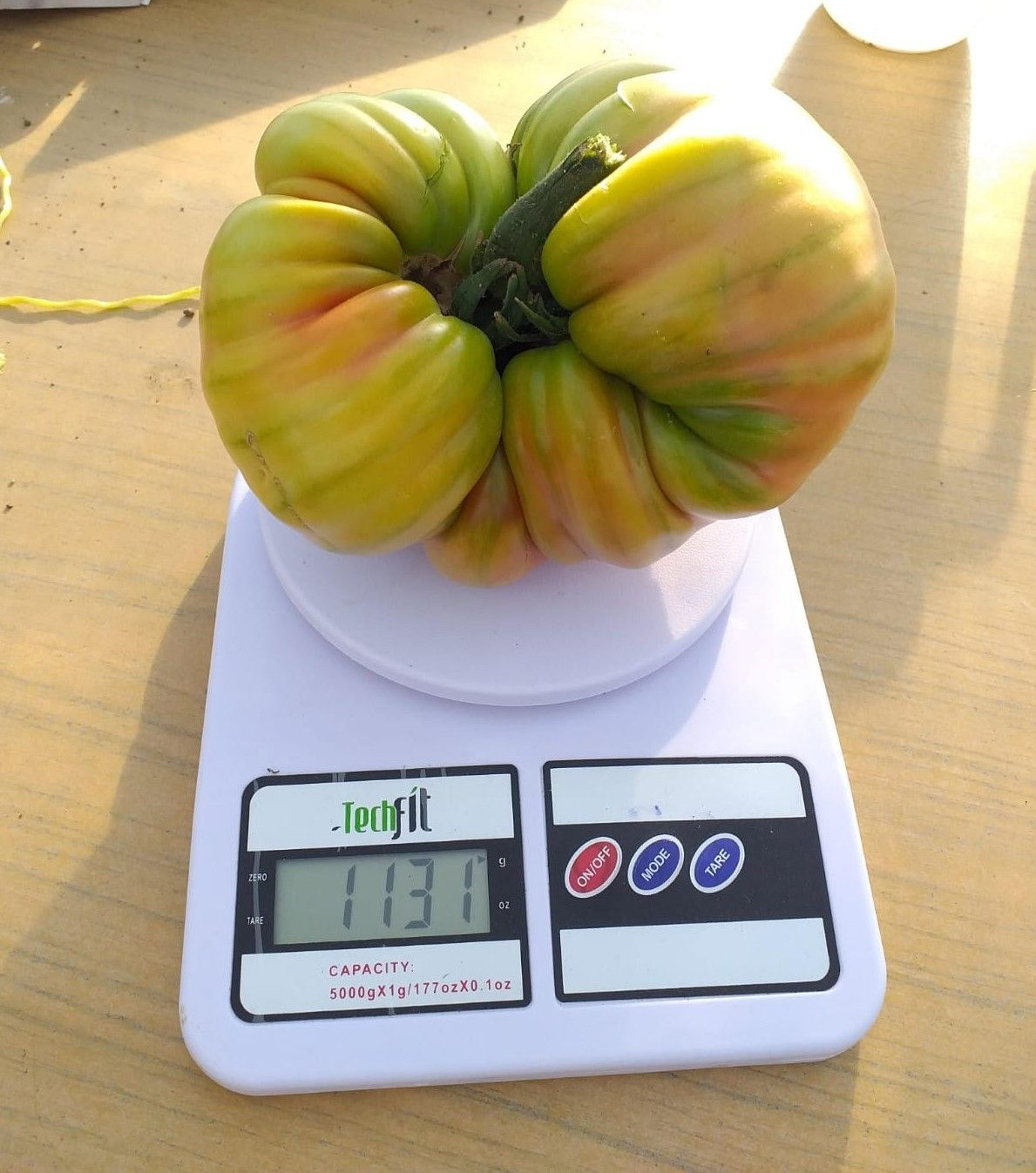Somalili öğrencilerden Türkiye rekoru Tekirdağ'da domatesin ağırlığı şaşırttı