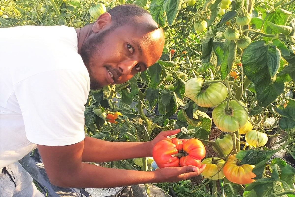 Somalili öğrencilerden Türkiye rekoru Tekirdağ'da domatesin ağırlığı şaşırttı