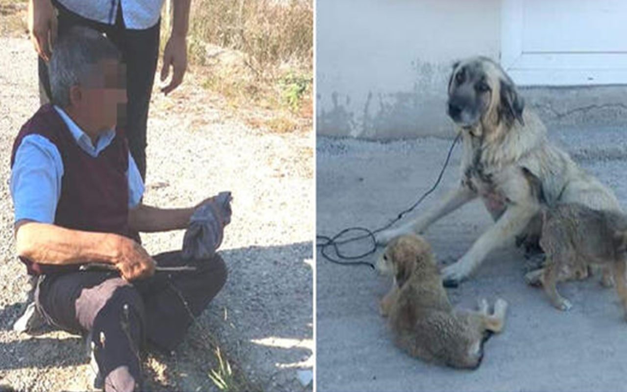 Kocaeli'de mide bulandıran olay! Yaşlı adam köpeğe tecavüz ederken yakalandı