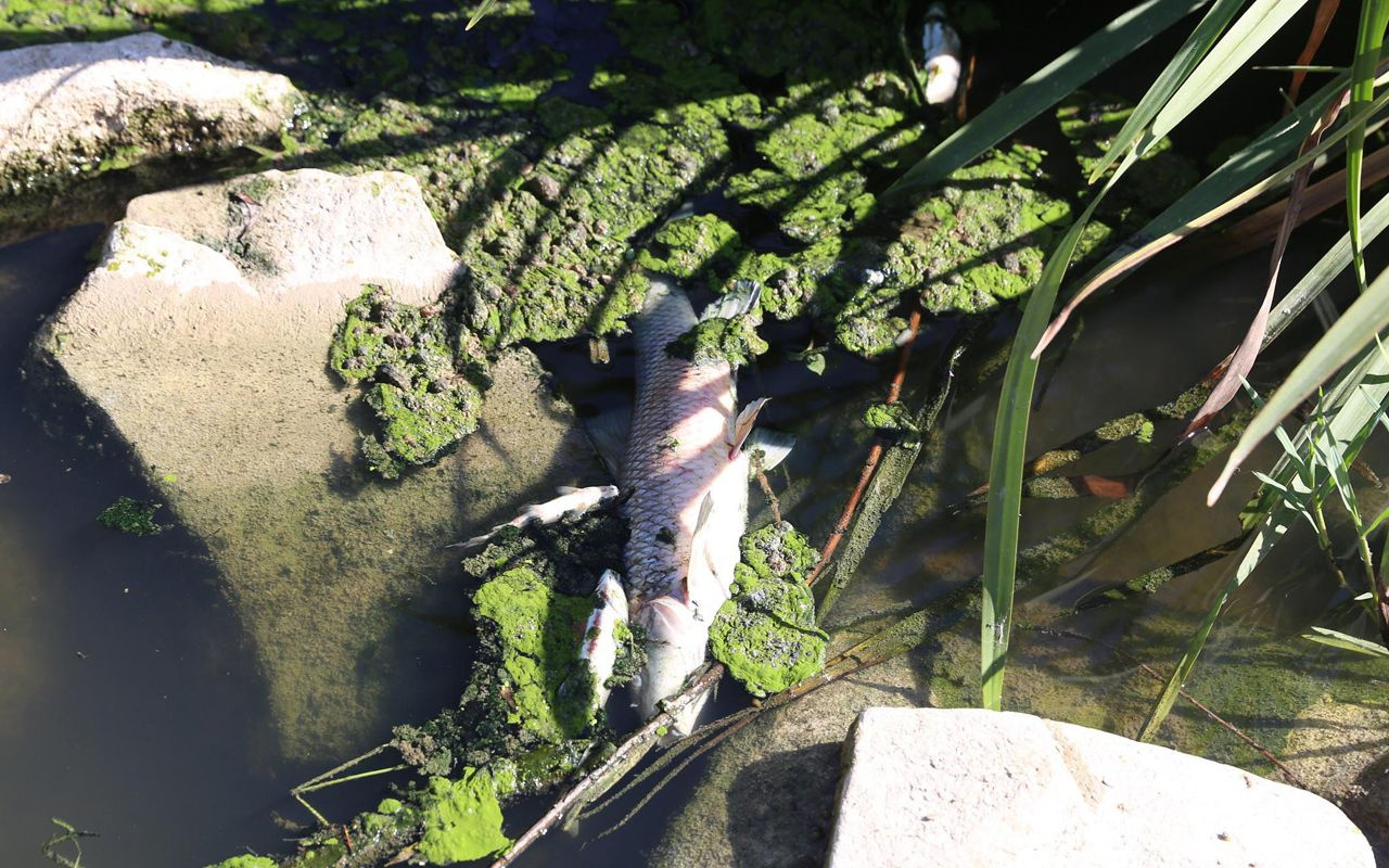 Muğla'da ürküten görüntüler! Yüzlerce balık toplu şekilde öldü