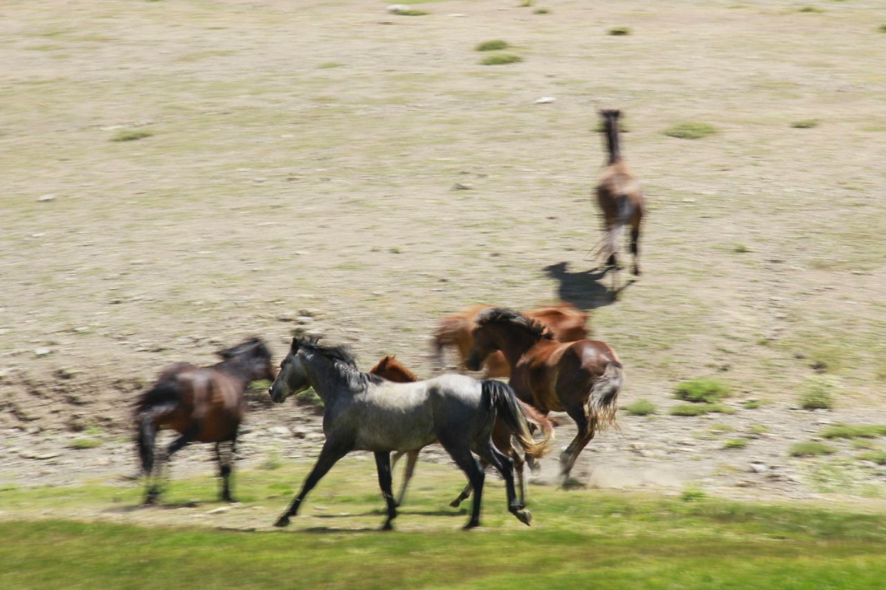 Tunceli'de göçerlerin doğaya saldığı atlar yaylalara renk katıyor