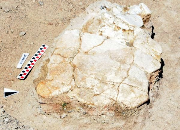 Kayseri'de bulundu! Tam 7.5 milyon yıllık kaplumbağa fosili şaşırttı