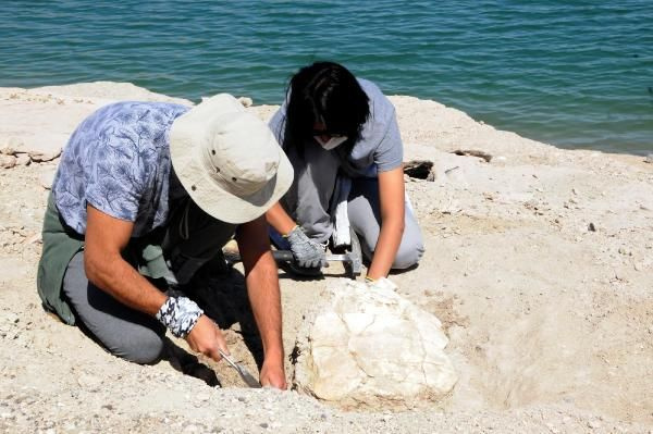 Kayseri'de bulundu! Tam 7.5 milyon yıllık kaplumbağa fosili şaşırttı