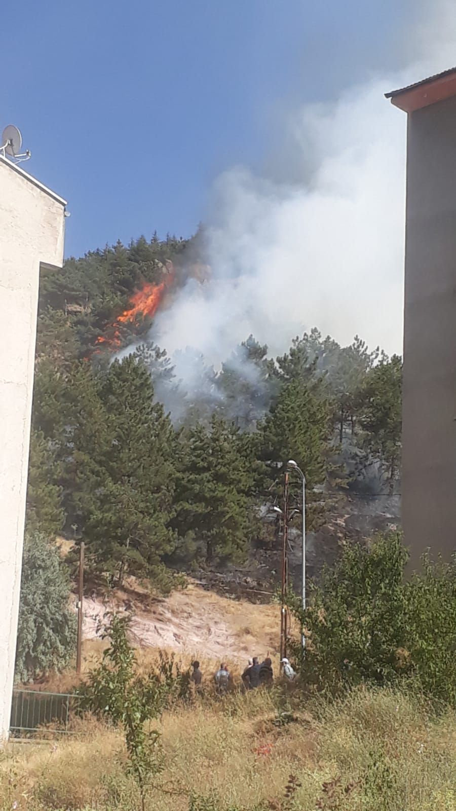 Ankara'da ormanlık alan alevlere teslim oldu