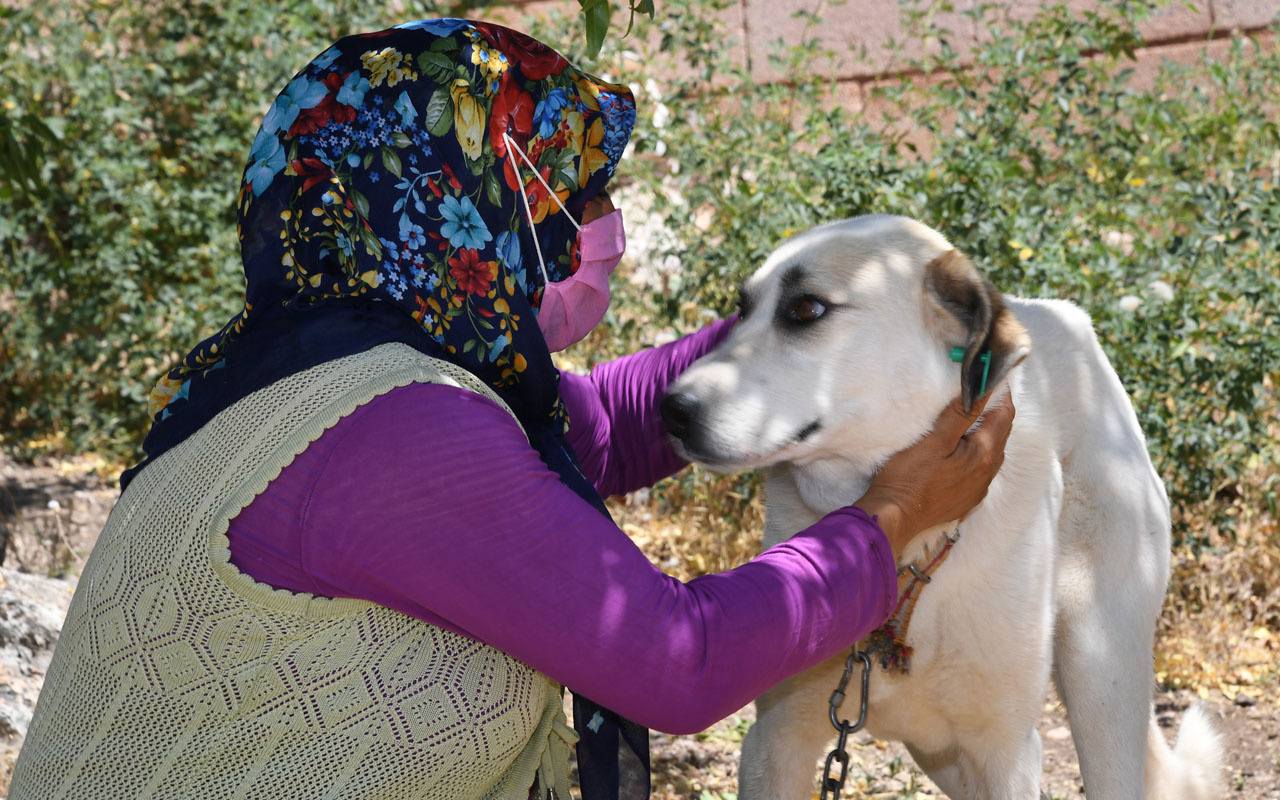 Konya'da köpekler için aylık 125 lira bakım ücreti ve mama yardımı